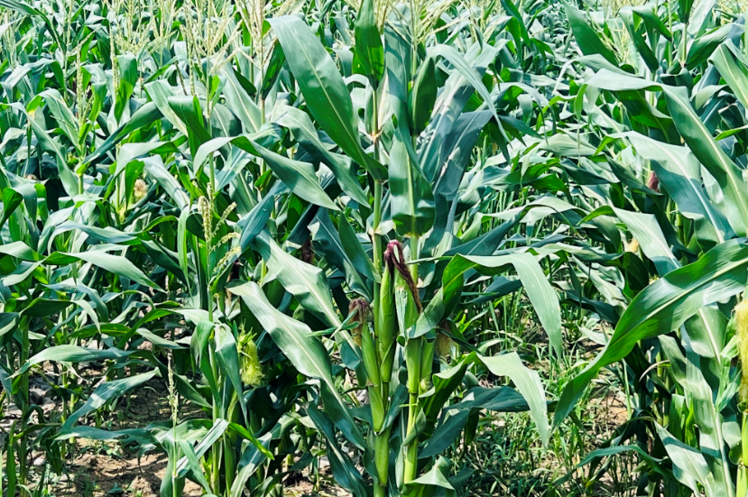 微信截圖_20230821100045.png 微信截圖_20230821100045.png