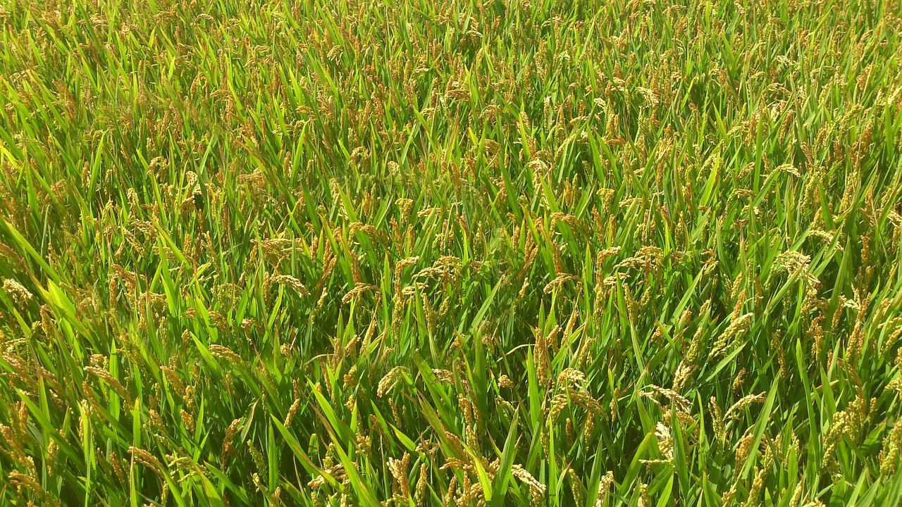 cornfield-441842_1280 cornfield-441842_1280